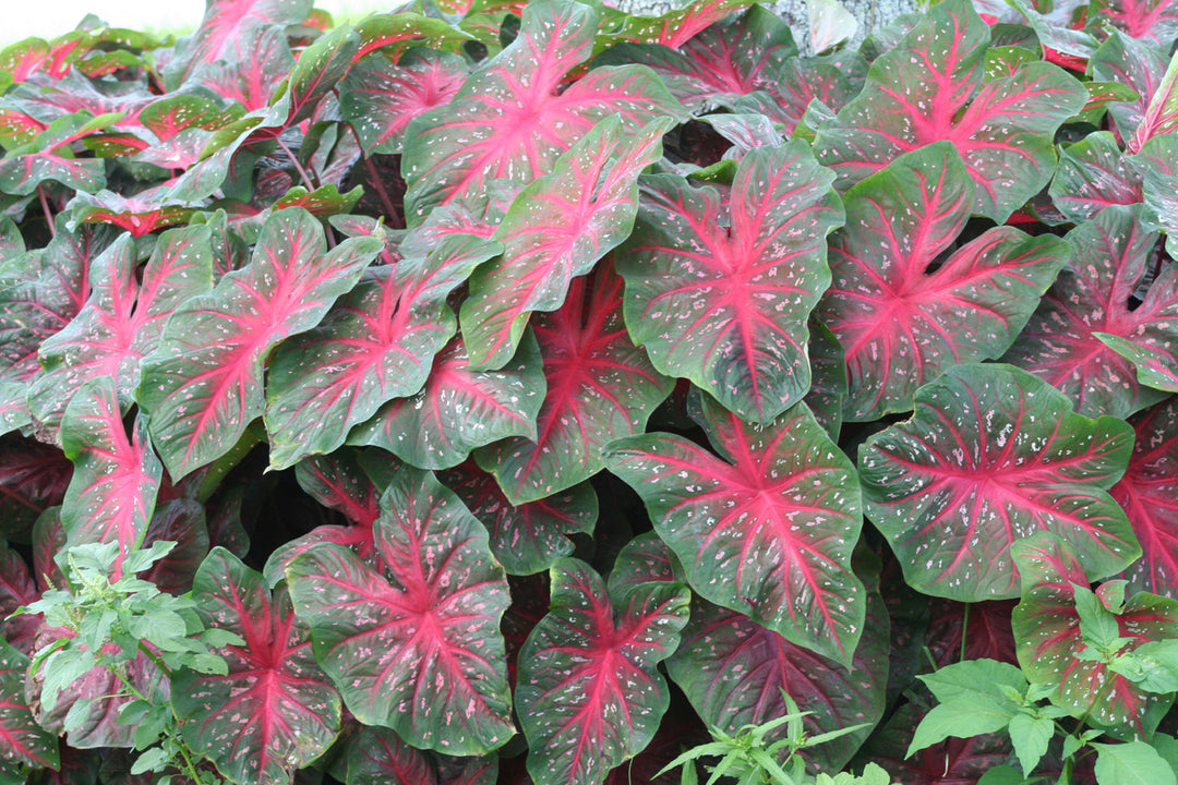 Bær og Bourgogne Caladium Plantefrø til udplantning 100 stk