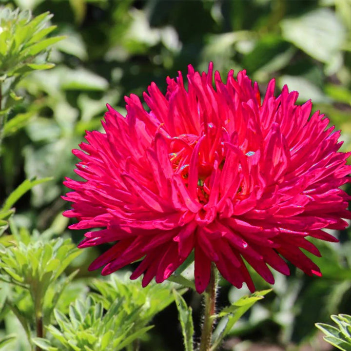 Fresh Aster Flower Seeds for Planting, Dark Pink 100 pcs