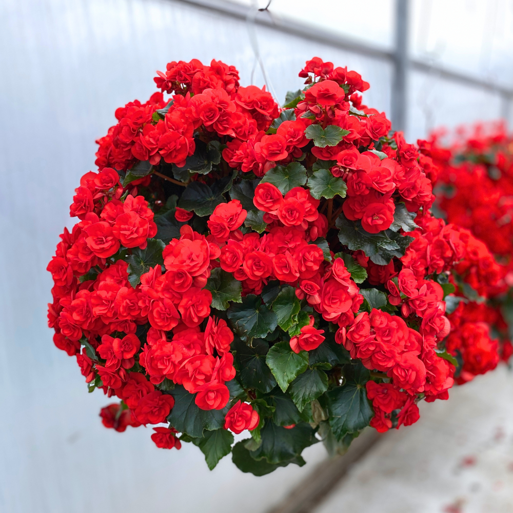 hanging plants seeds online hanging-flower-seeds-for-planting-heirloom-non-gmo-100-pcs – Beautiful Blooms, Flower Seeds – Neeraseeds