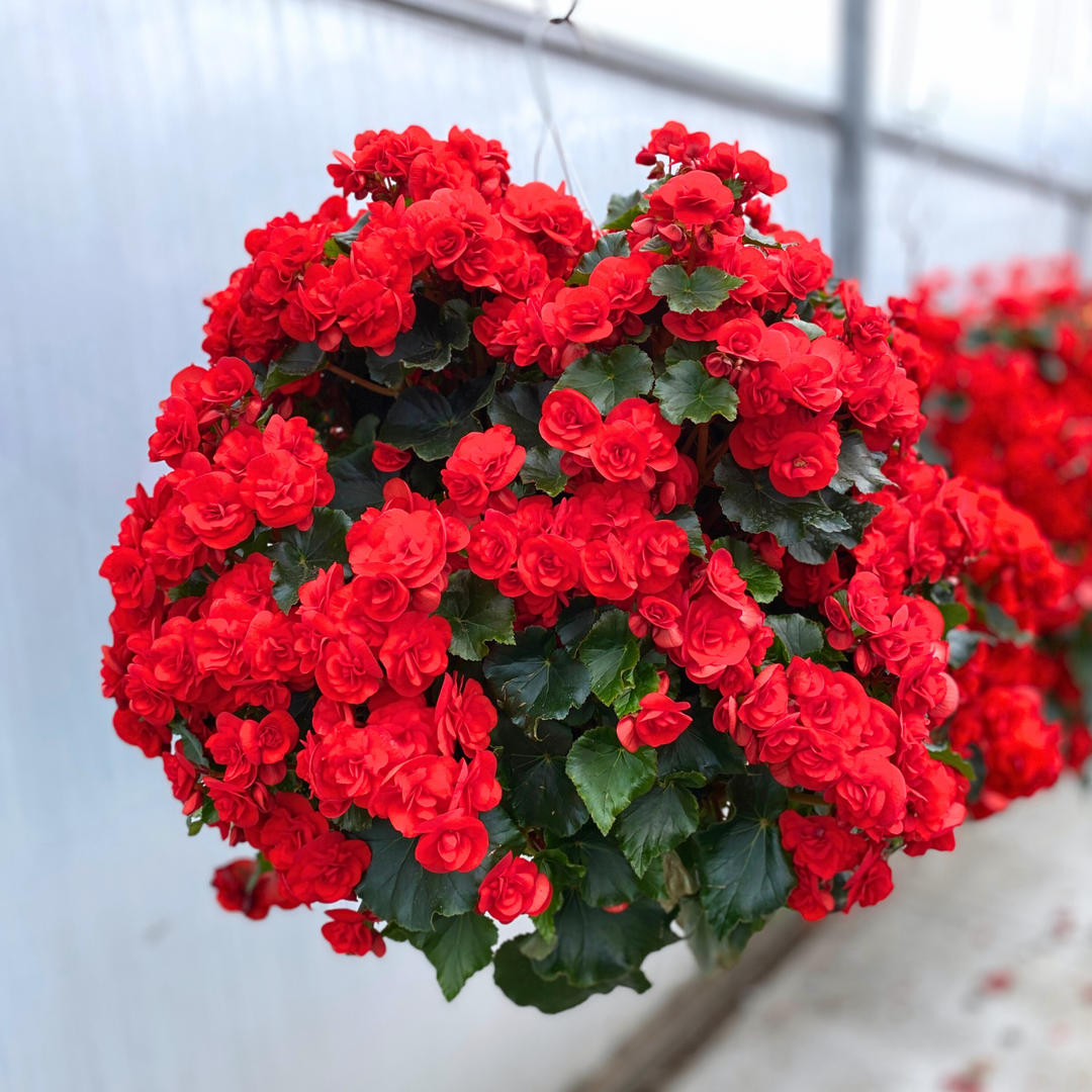 hanging plants seeds online Hanging Flower Seeds for Planting, Heirloom, Non-GMO, 100 pcs