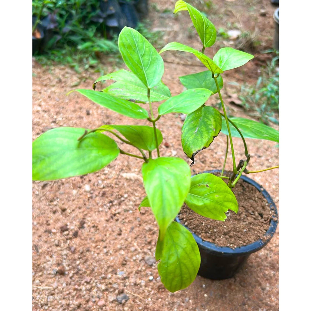 where to buy jade plant seeds Red Jade Vine (Mucuna Bennettii) Flower Seeds – Heirloom, Non-GMO Seeds for Tropical Gardens