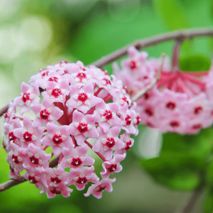 Hoya Carnosa Blomsterfrø til Plantning Pink 100 stk