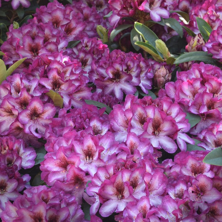 Pink Rhododendron Hans Blomsterfrø til udplantning - 100 stk