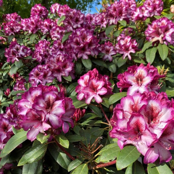 Pink Rhododendron Hans Blomsterfrø til udplantning - 100 stk