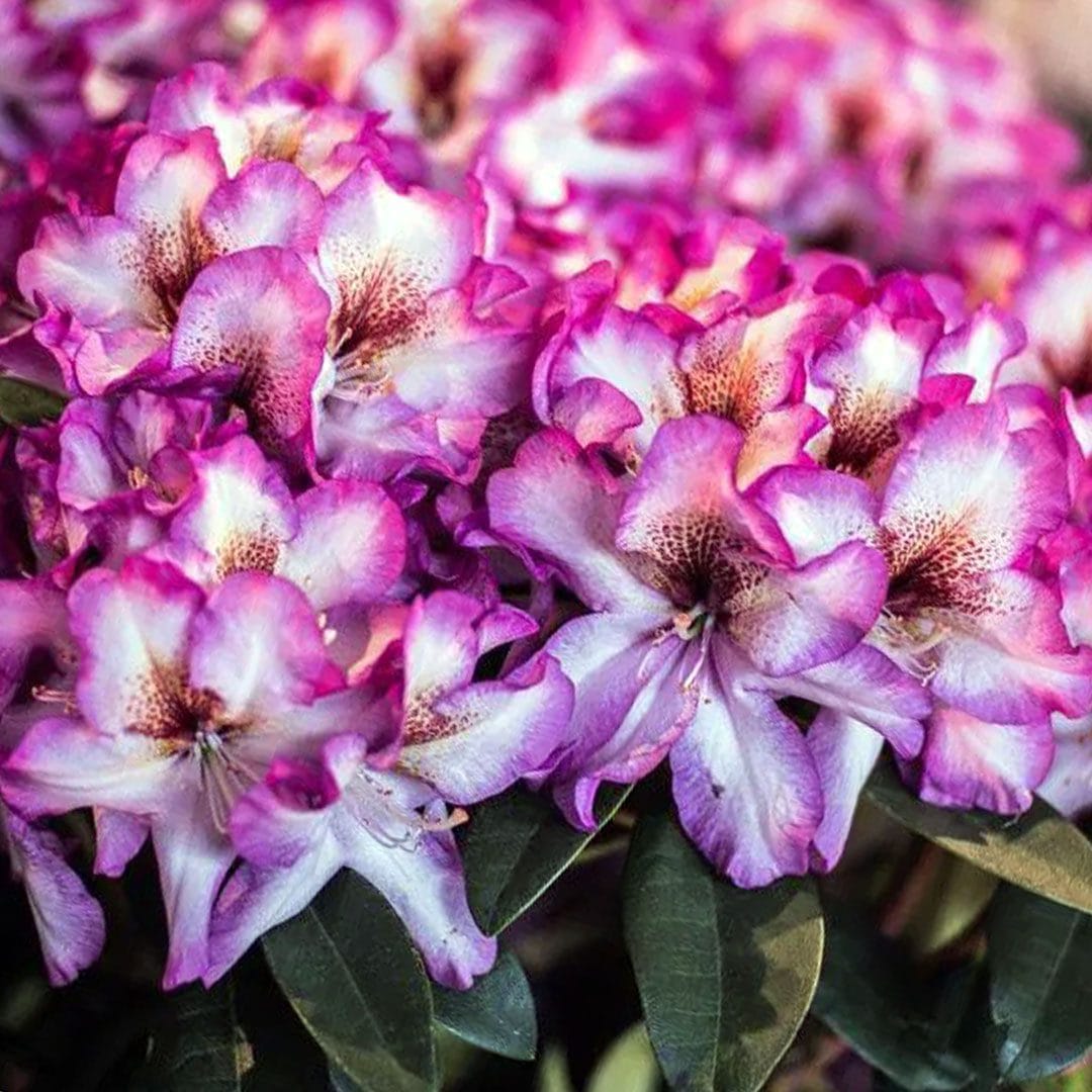 Pink Rhododendron Hans Blomsterfrø til udplantning - 100 stk