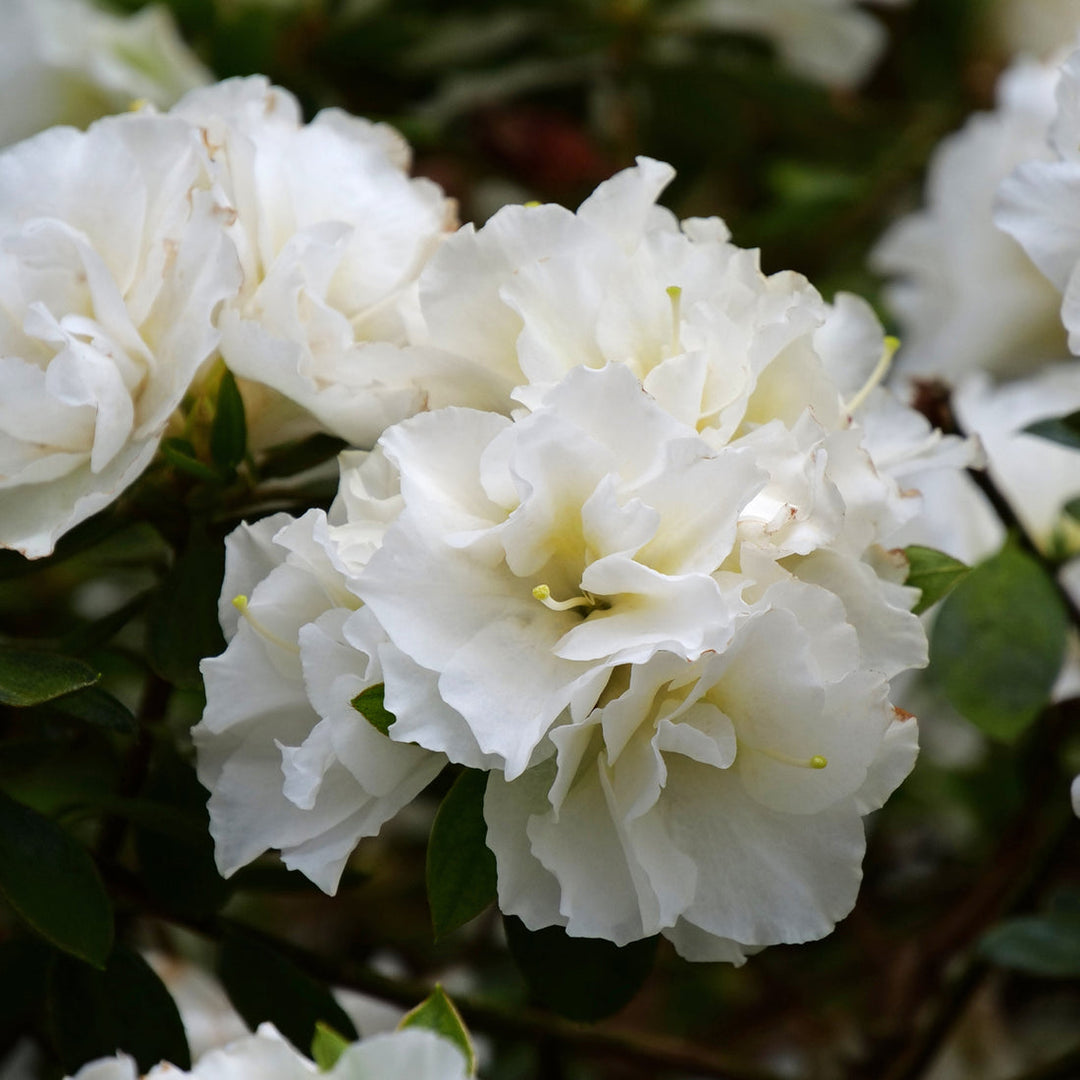 white azalea flower seeds