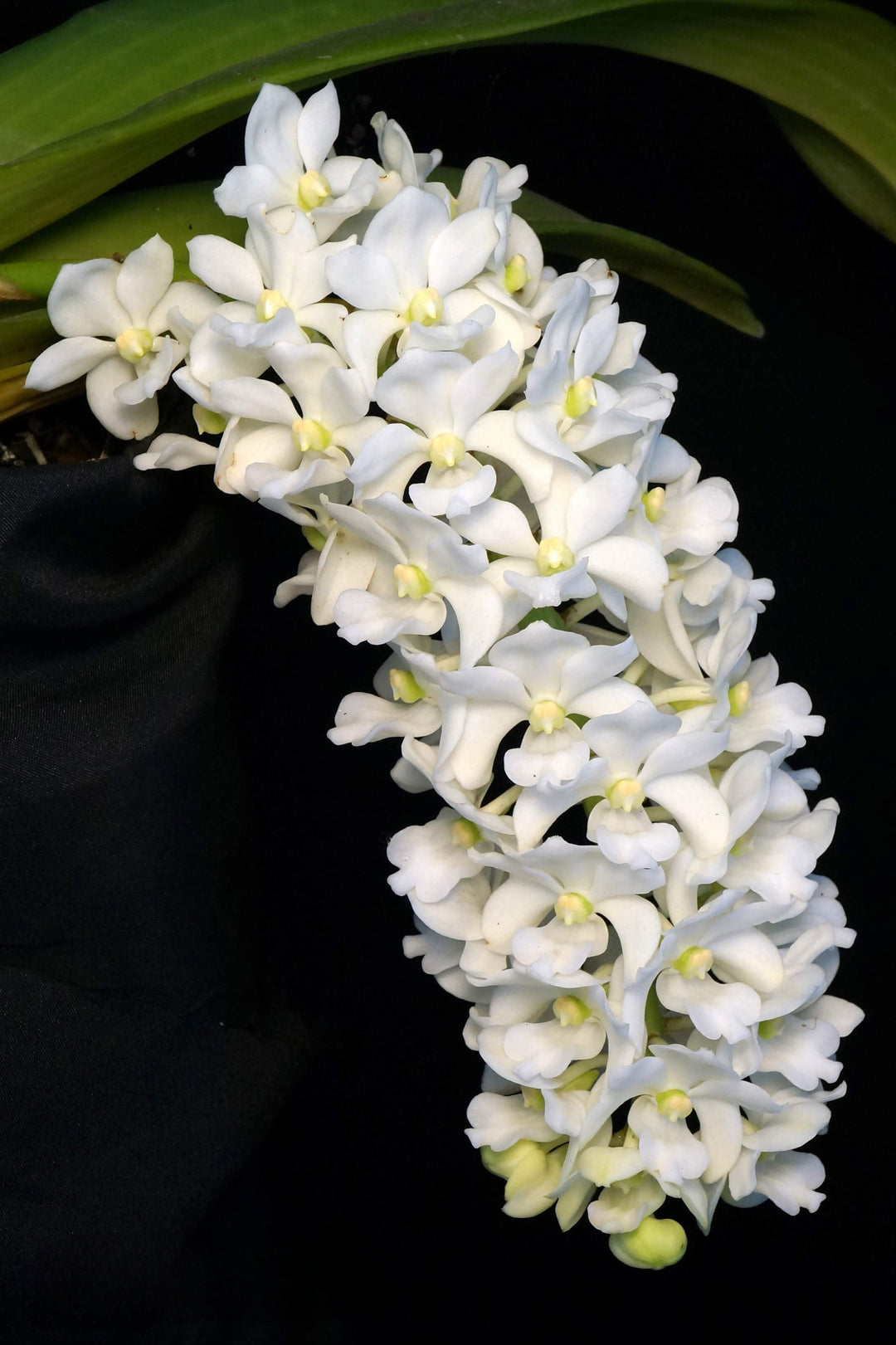 Heirloom Rhynchostylis Flower Seeds, Non-GMO Exotic Orchid Blooms for Garden Planting