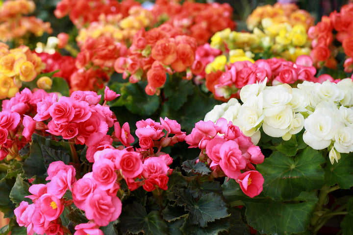 Heirloom Non-GMO Rieger Begonia Flower Seeds for Planting – Vibrant Shade-Loving Garden Blooms