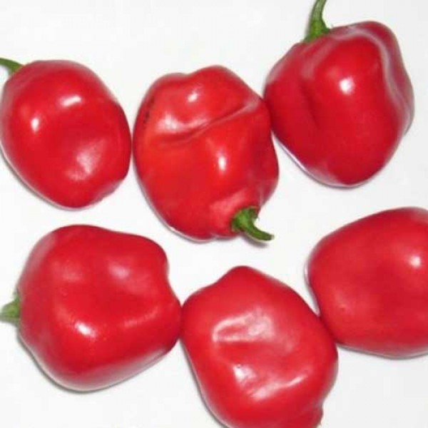 Rocoto Pepper Red Manzano Seeds for Planting