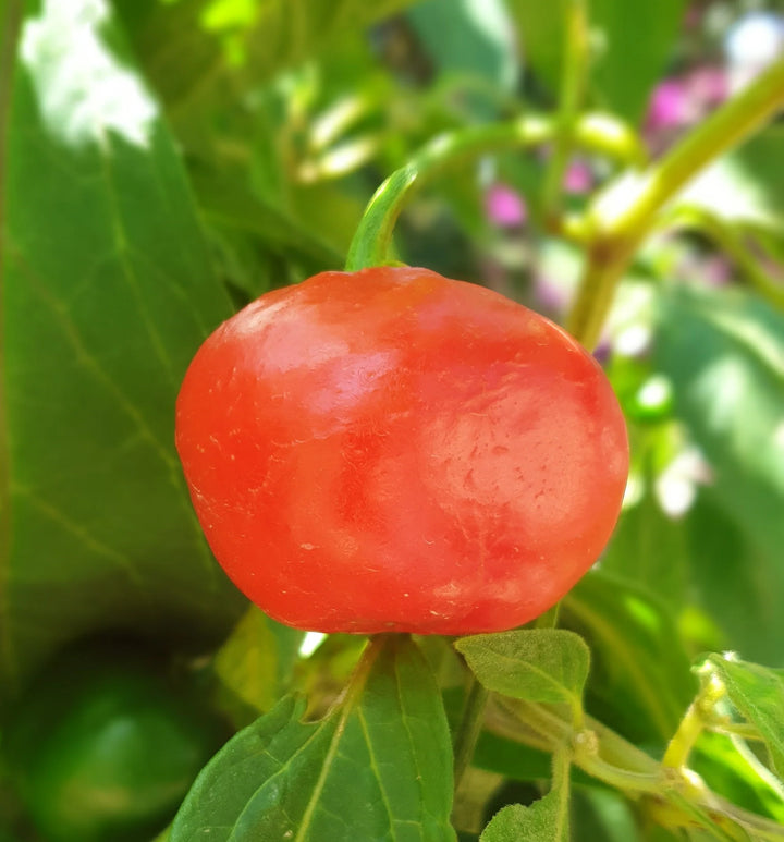 Rocoto Peber Rød Manzano frø til udplantning - 100 stk