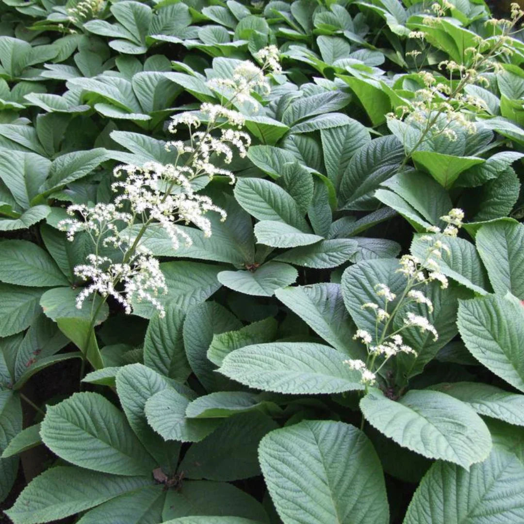 Heirloom Non-GMO Rodgersia Flower Seeds – Ornamental Perennial Flower Seeds for Planting