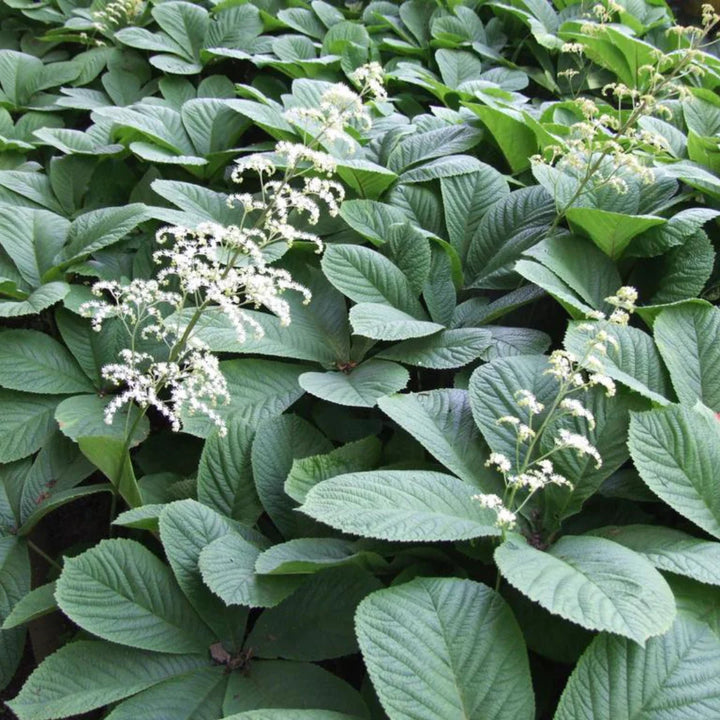 Heirloom Non-GMO Rodgersia Flower Seeds – Ornamental Perennial Flower Seeds for Planting