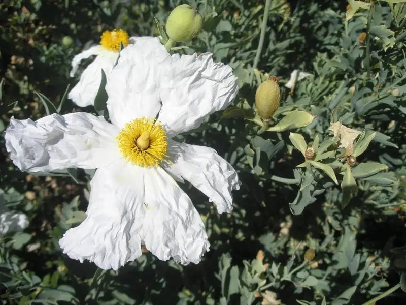 white poppy flower seeds Romneya Coulteri Matilija Poppy Flower Seeds