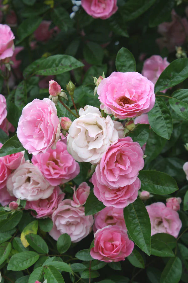 Holland Rose Flower Seeds for Planting - Light Pink 100 pcs