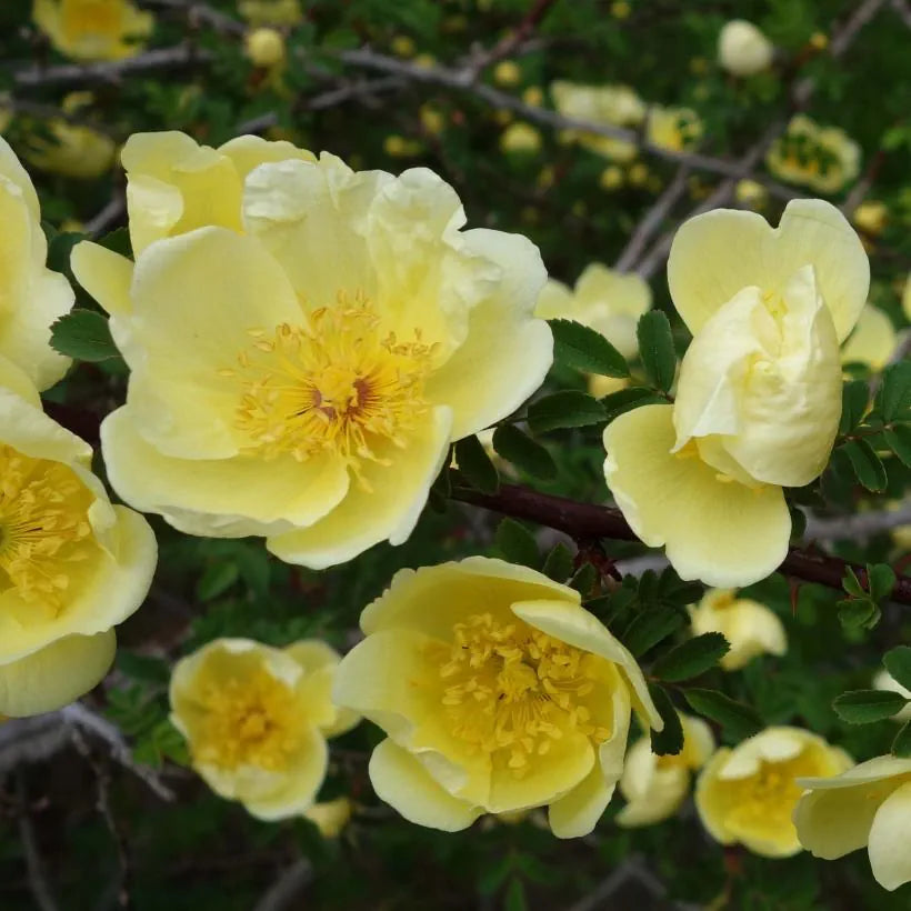 Gule Hugo Rose Blomsterfrø til udplantning, friske og levende, 100 stk