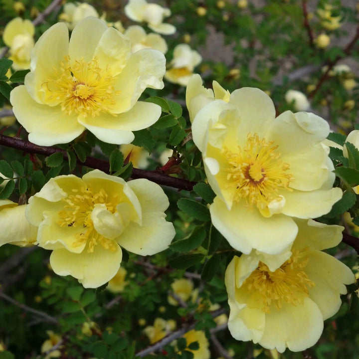 Gule Hugo Rose Blomsterfrø til udplantning, friske og levende, 100 stk