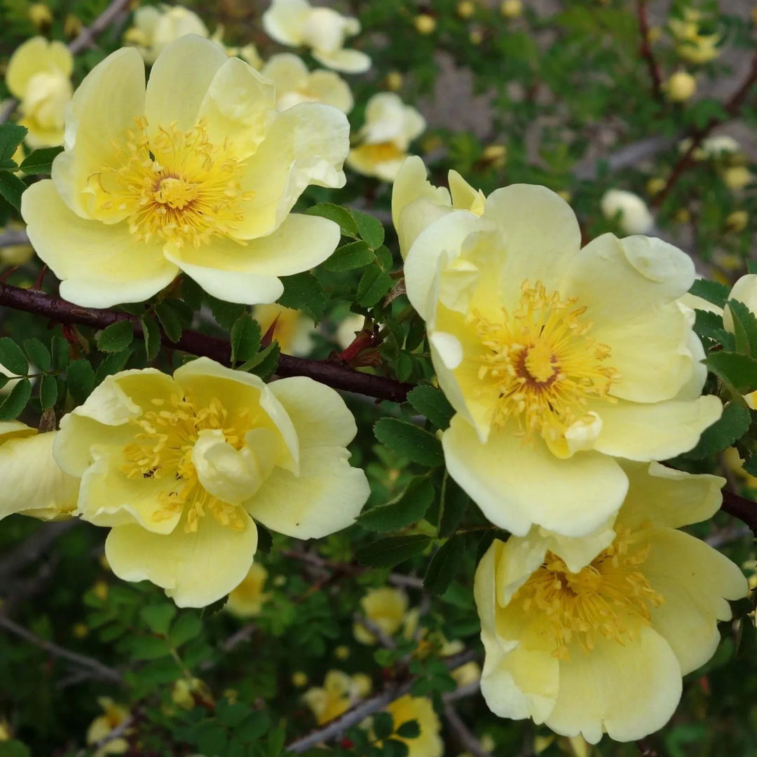 yellow hugo flower seeds