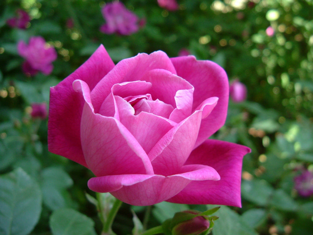 chinese rose flower seeds