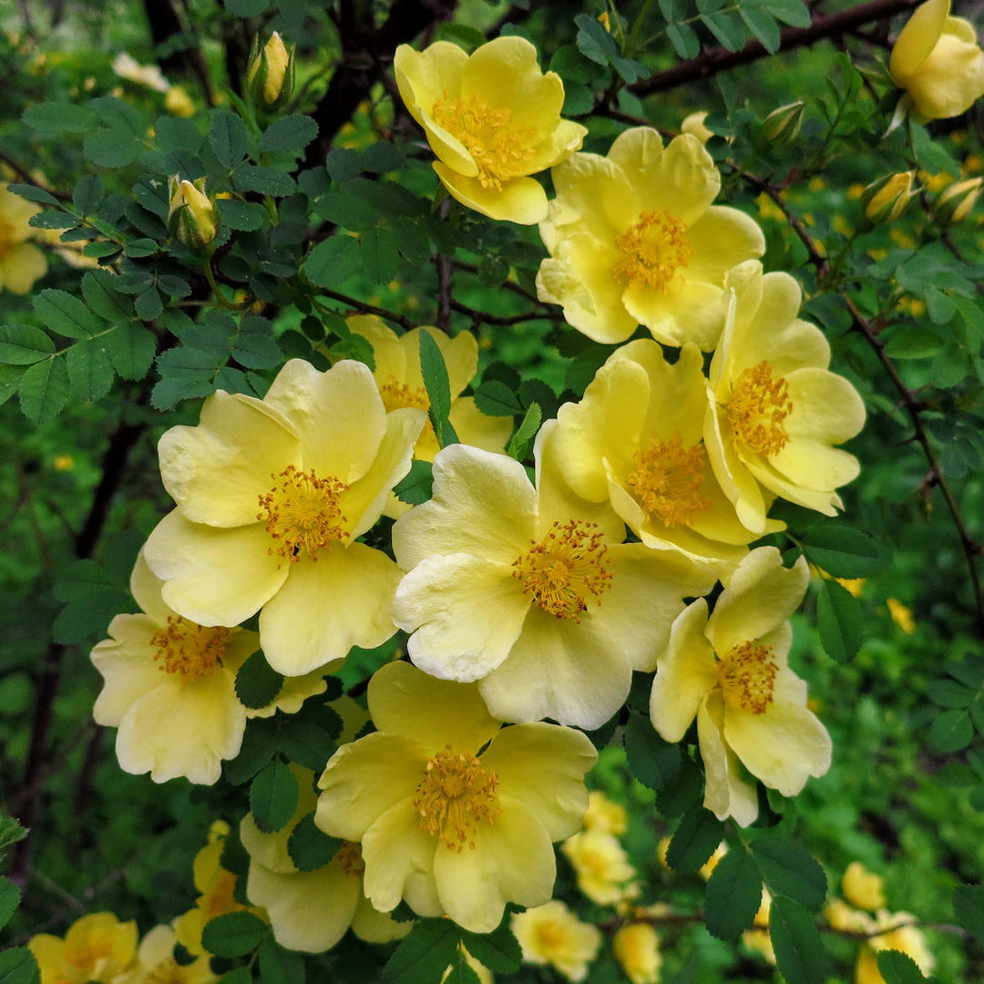 Gule Hugo Rose Blomsterfrø til udplantning, friske og levende, 100 stk