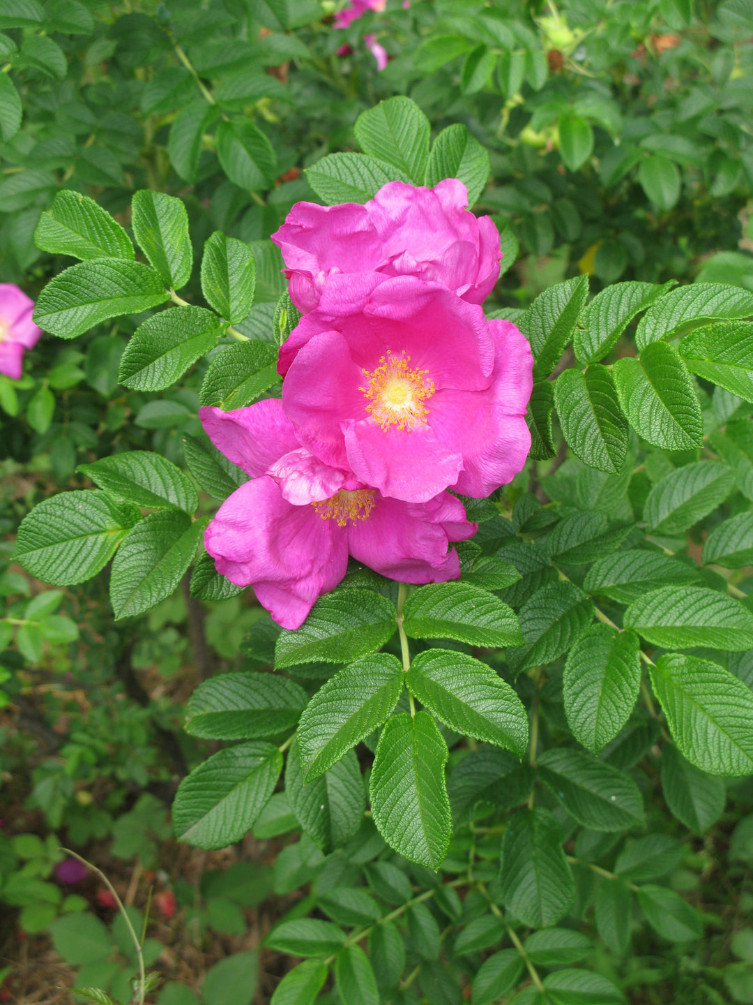 rose rosa flower seeds