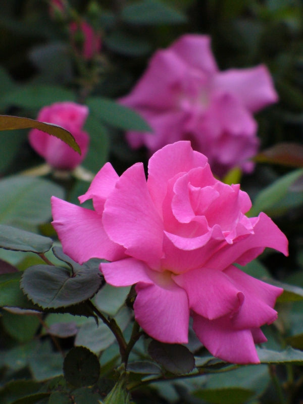 Rose Zephirine Drouhin Blomsterfrø til udplantning 100 stk