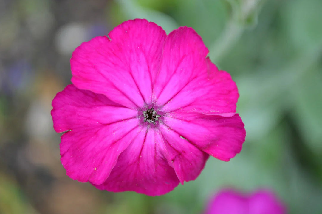 campion lychnis flower seeds
