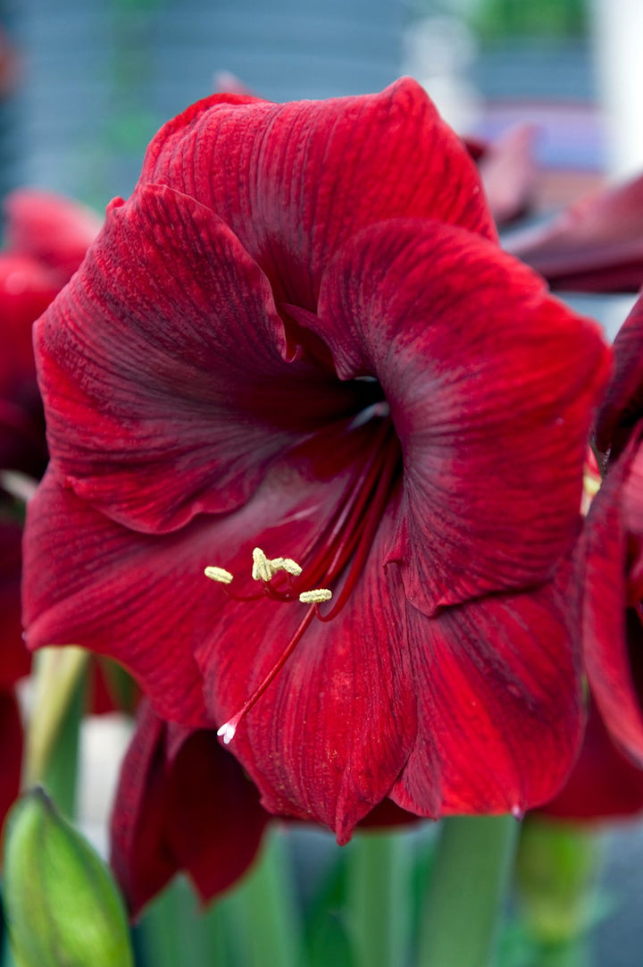 Petunia Blomsterfrø til Plantning Rød 100 stk