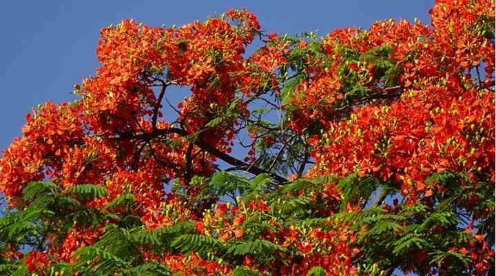 Red Jacaranda flower seeds – heirloom, non-GMO seeds for planting