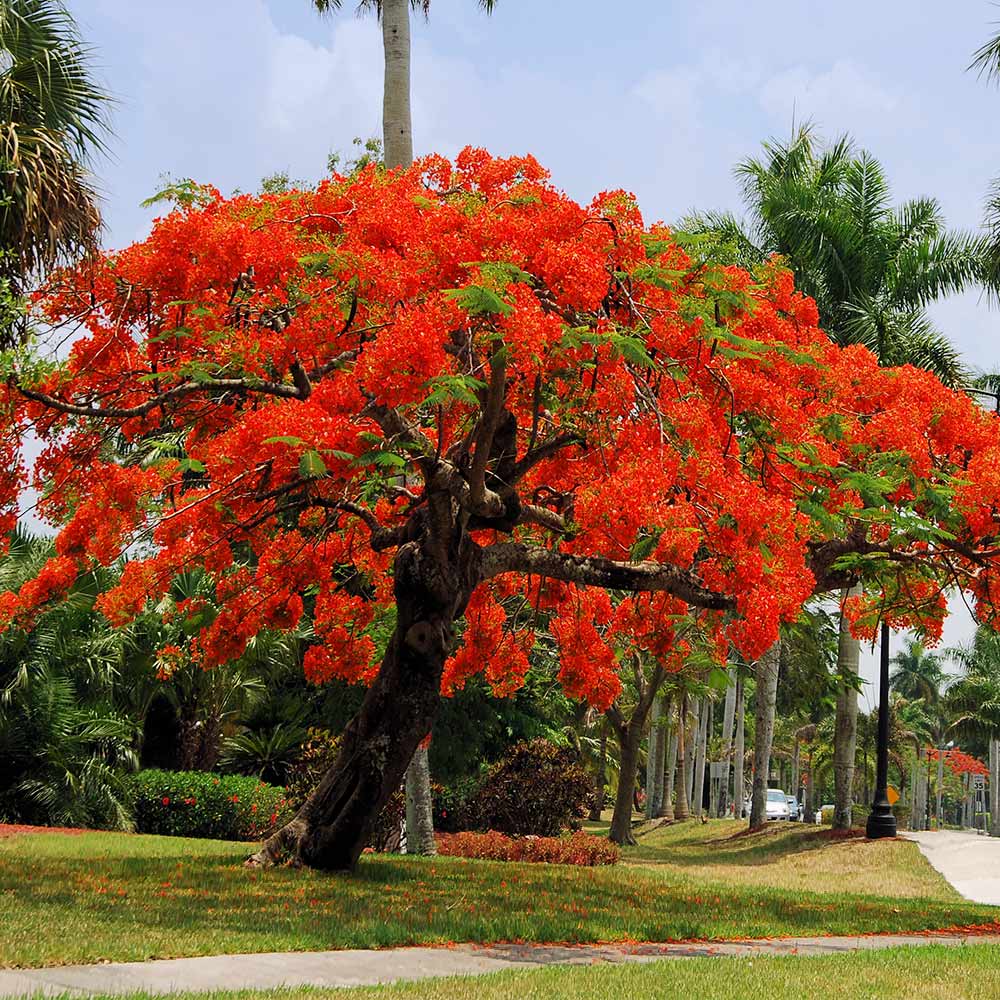 red jacaranda flower seeds