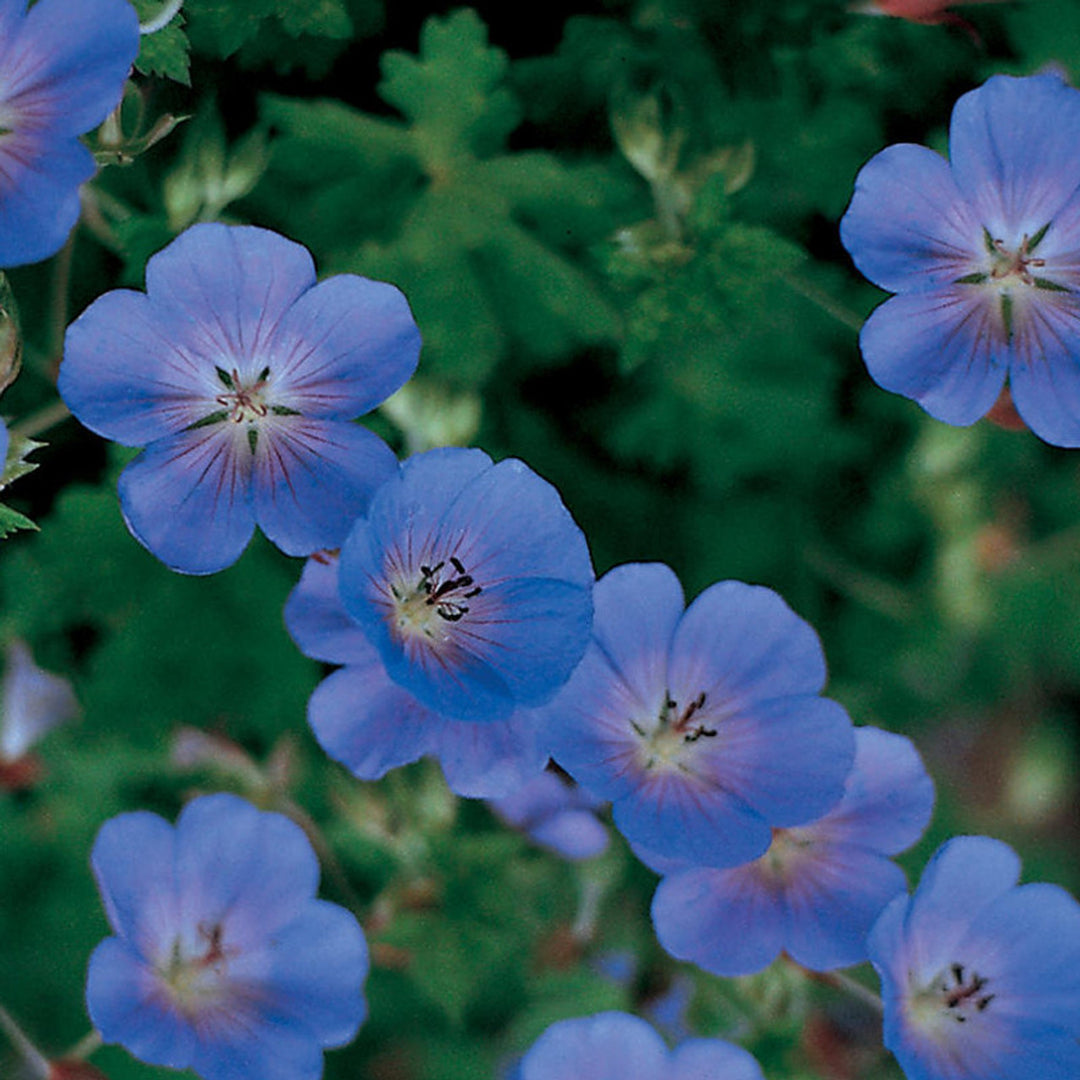 Heirloom Non-GMO Blue Geranium Flower Seeds – Rare Blooms for Planting