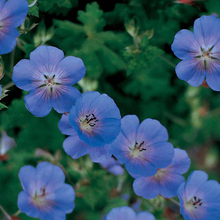 Heirloom Non-GMO Blue Geranium Flower Seeds – Rare Blooms for Planting