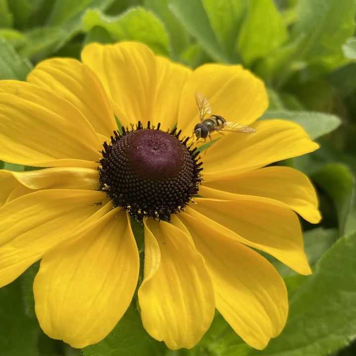Rudbeckia hirta ‘Toto’ Black-Eyed Susan Seeds for Planting – Organic Heirloom & Non-GMO Garden Flower Seeds