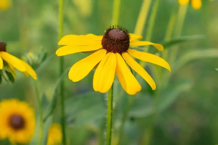 Heirloom Susan Native Flower Seeds – Non-GMO Seeds for Wildflower Garden Planting, High Germination Organic Seeds