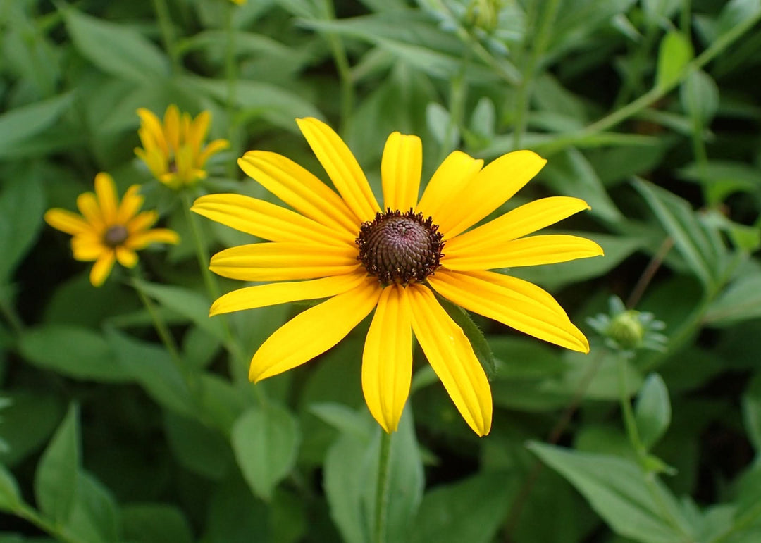 heirloom susan flower seeds