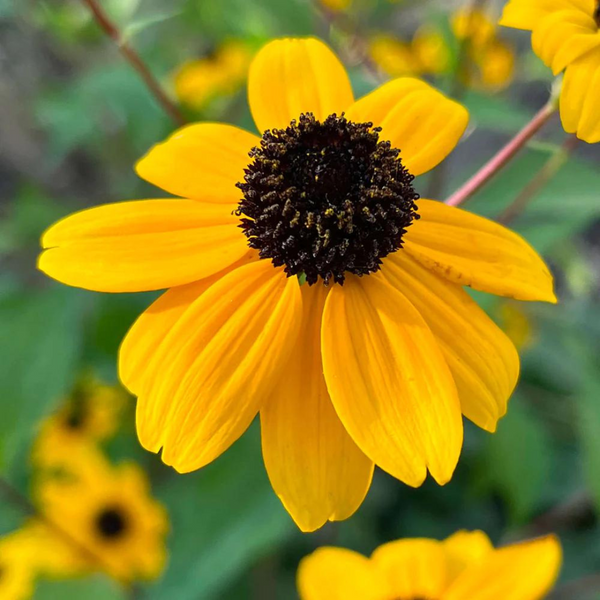 Gule Rudbeckia Triloba Blomsterfrø til udplantning 100 stk