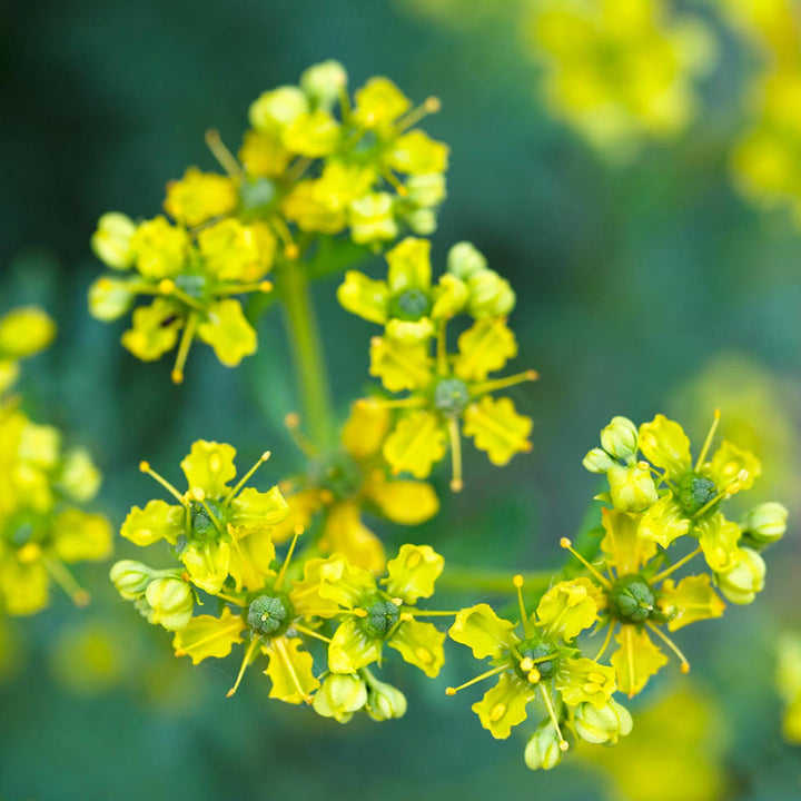 Heirloom Non-GMO Ruta Flower Seeds – Medicinal Herb Blooms for Garden Planting