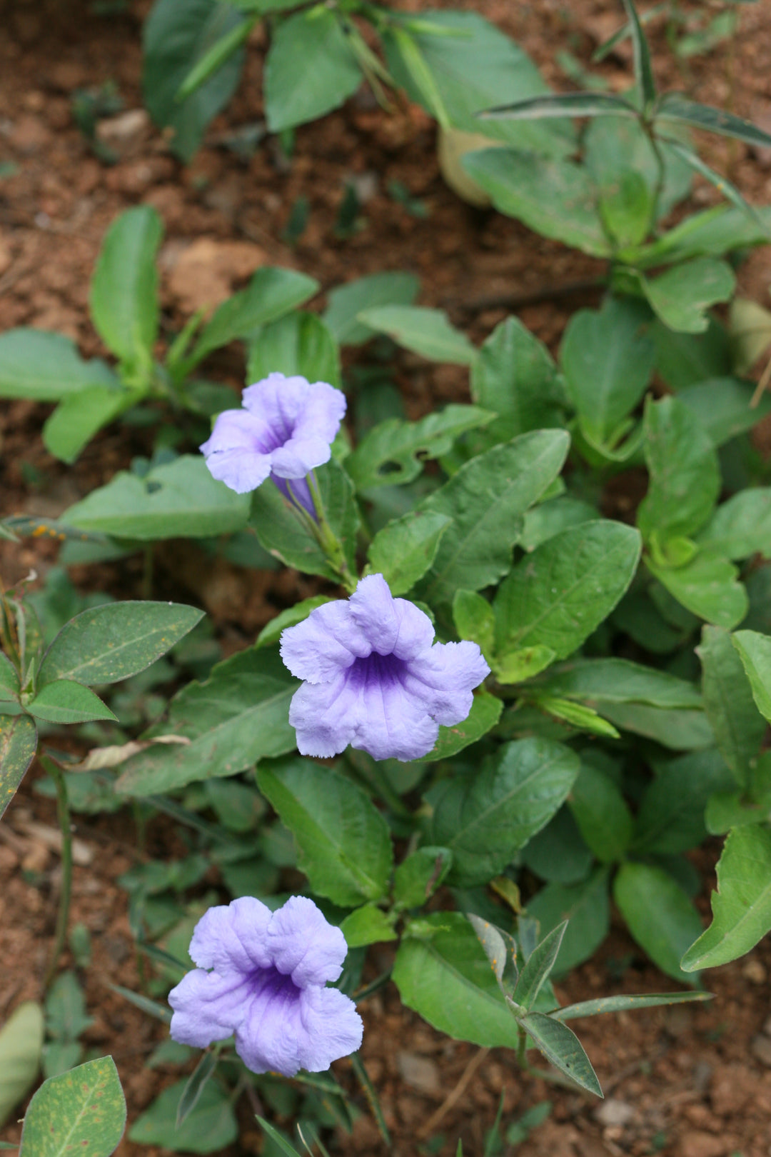 Ruellia Tuberosa Flower Seeds – Heirloom, Non-GMO, High Germination Organic Garden Seeds for Planting