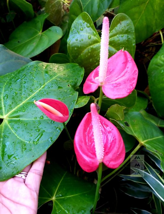 Anthurium Andraeanu Pink Flower Seeds for Planting 100 pcs