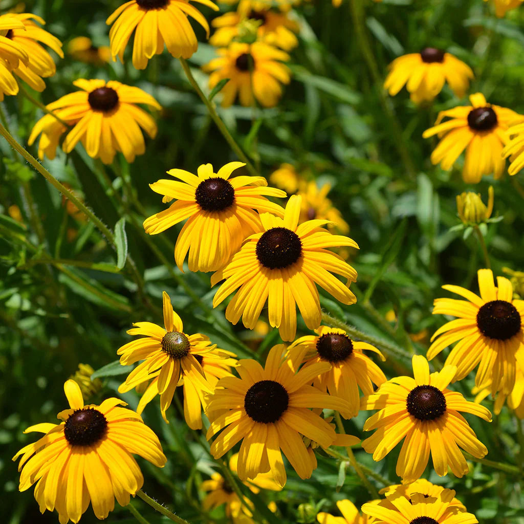 black susan flower seeds
