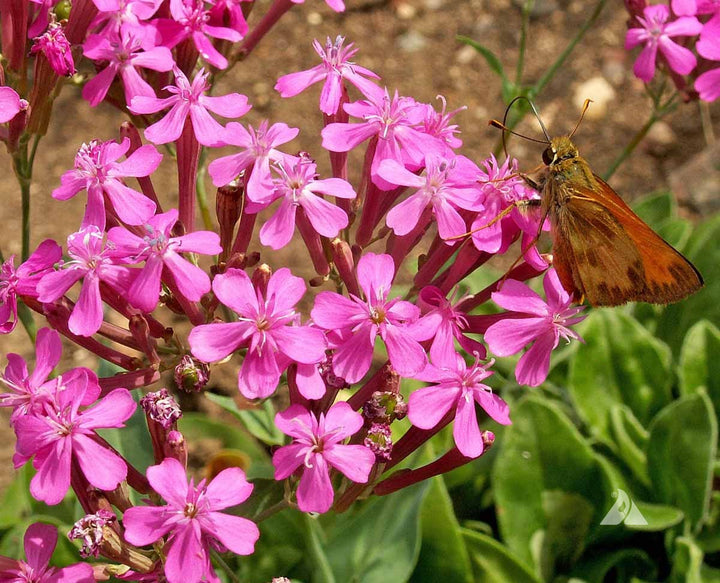 Radiata Orchid Flower Seeds – Heirloom, Non-GMO, High Germination Organic Garden Seeds for Planting