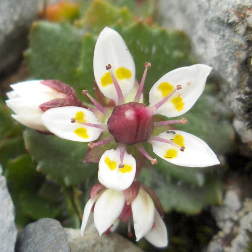 Saxifraga Stellaris Flower Seeds for Planting, 100 pcs