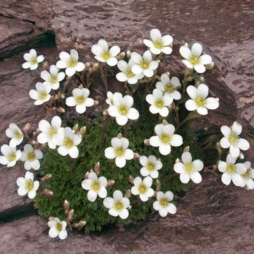 Saxifraga Cebennensis Seeds – Rare Alpine Rockery Plant Seeds for Gardening, Cold Hardy and Non-GMO