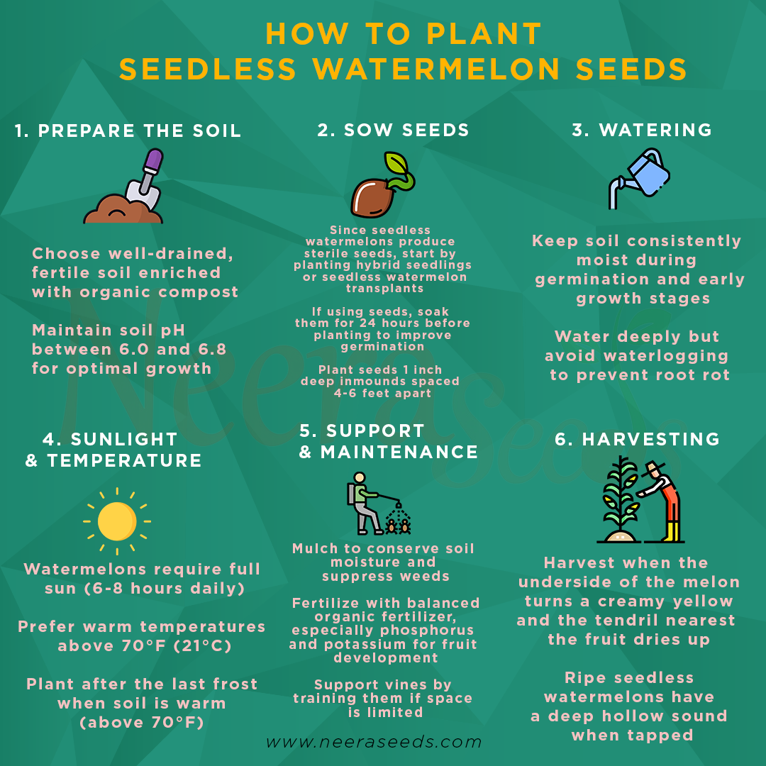 Seedless Watermelon Fruit Seeds for Planting – Non-GMO, High Yield Hybrid Melons for Home & Commercial Gardens