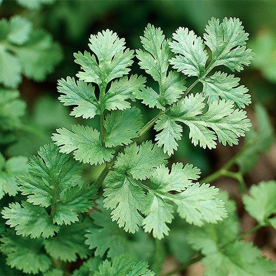 Green Cilantro Coriander Plant Seeds for Culinary Herb Gardens