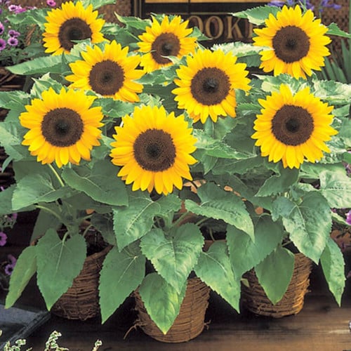 mini sunflower seeds for planting Fresh Yellow Mini Sunflower Seeds – Heirloom, Non-GMO, High Germination Organic Garden Seeds for Planting