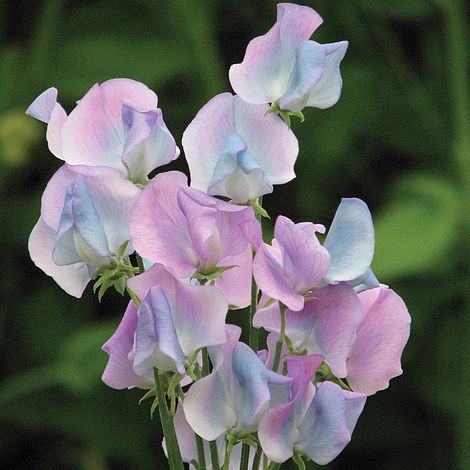 Sweet Pea 'Turquoise Lagoon' Flower Seeds for Planting – Fragrant Heirloom Non-GMO Garden Seeds