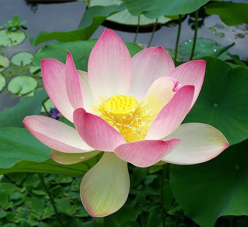 pink sacred flower seeds