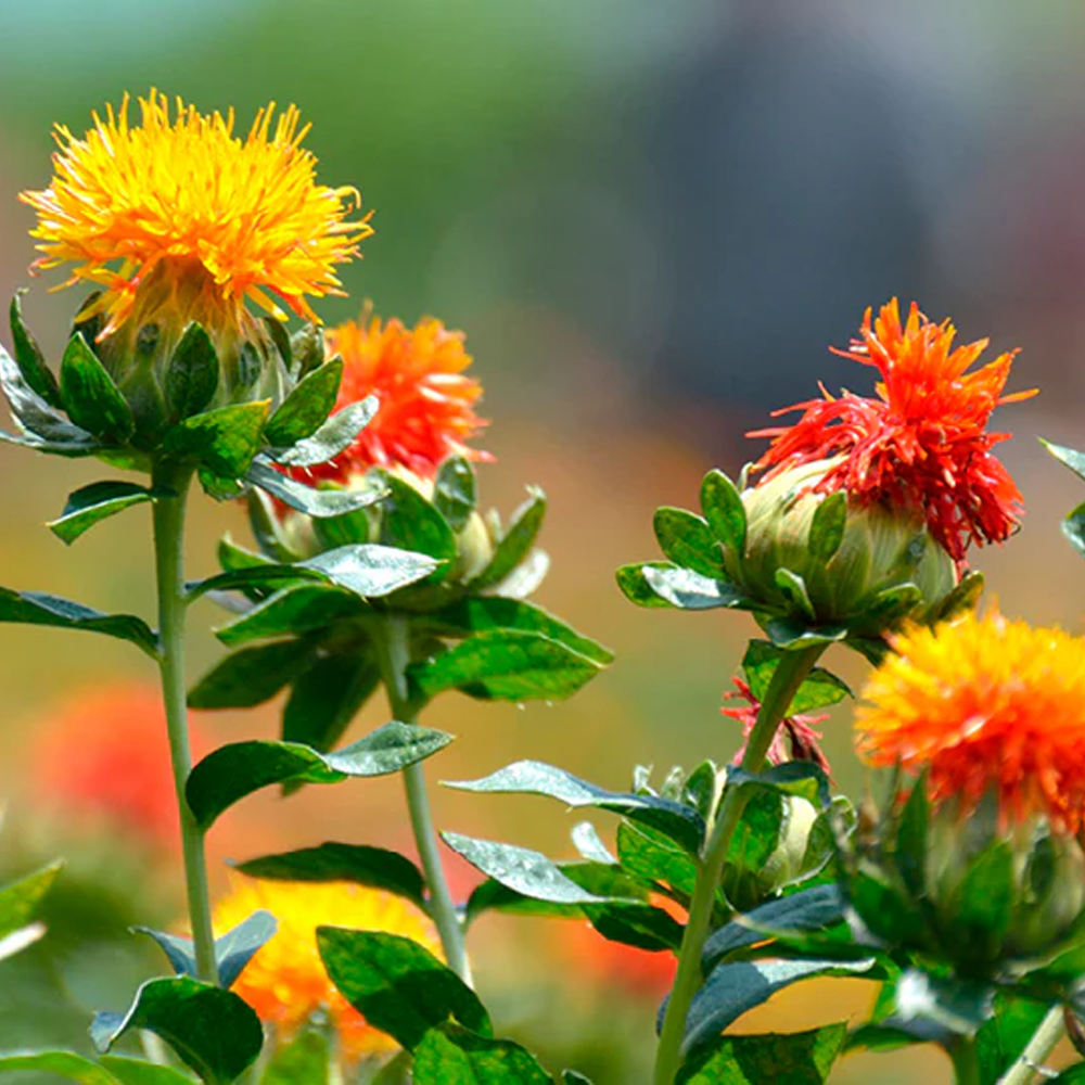 Blandede Carthamus blomsterfrø til udplantning - 100 stk