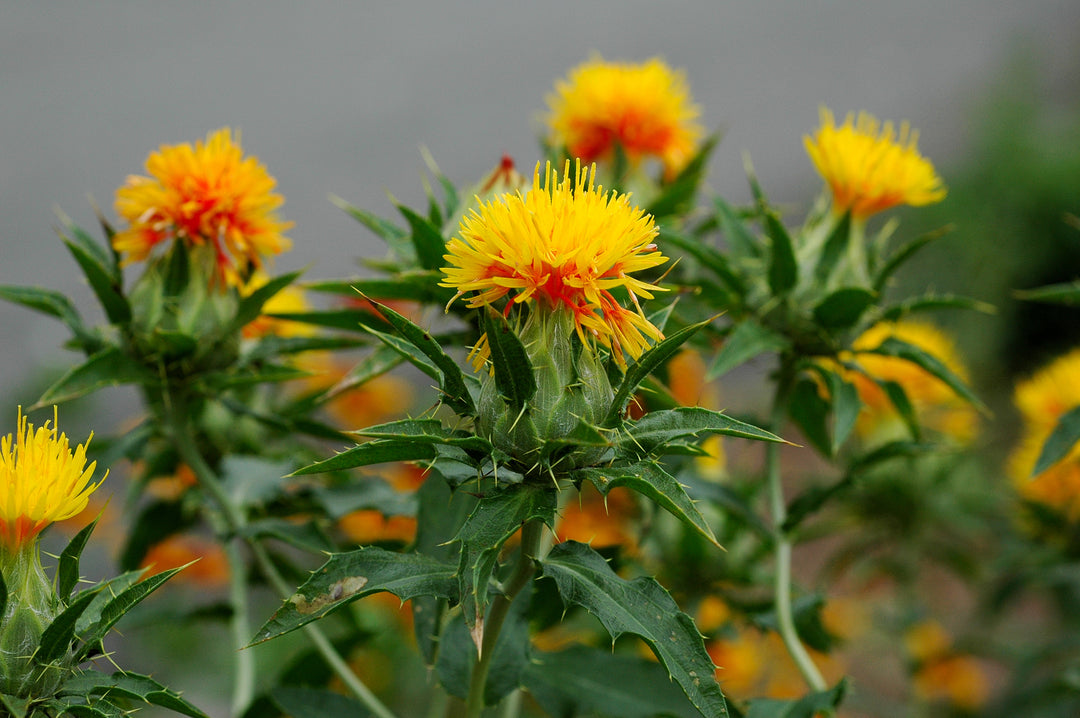 planting safflower seeds Heirloom Non-GMO Safflower Seeds – Neeraseeds