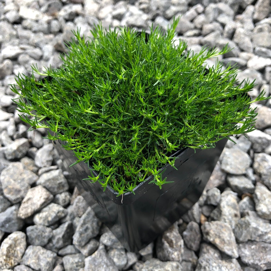 Heirloom Non-GMO Irish Moss Plant Seeds for Planting – Ground Cover for Lush Green Landscapes | High Germination